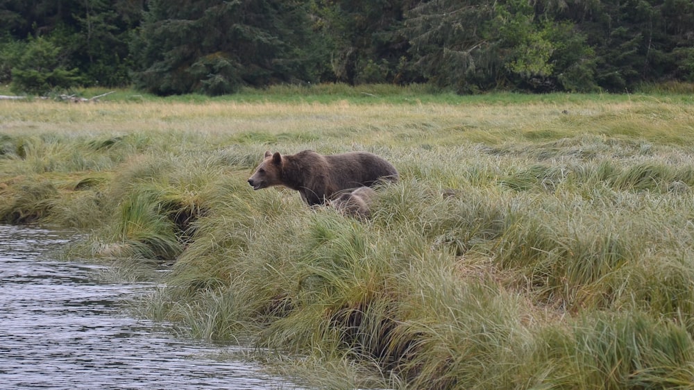 brown bear on green grass field near body of water during daytime