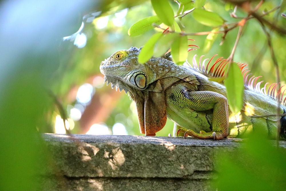 green and brown bearded dragon on gray concrete surface during daytime