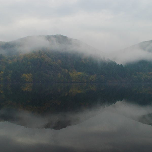 green trees near lake under white clouds during daytime