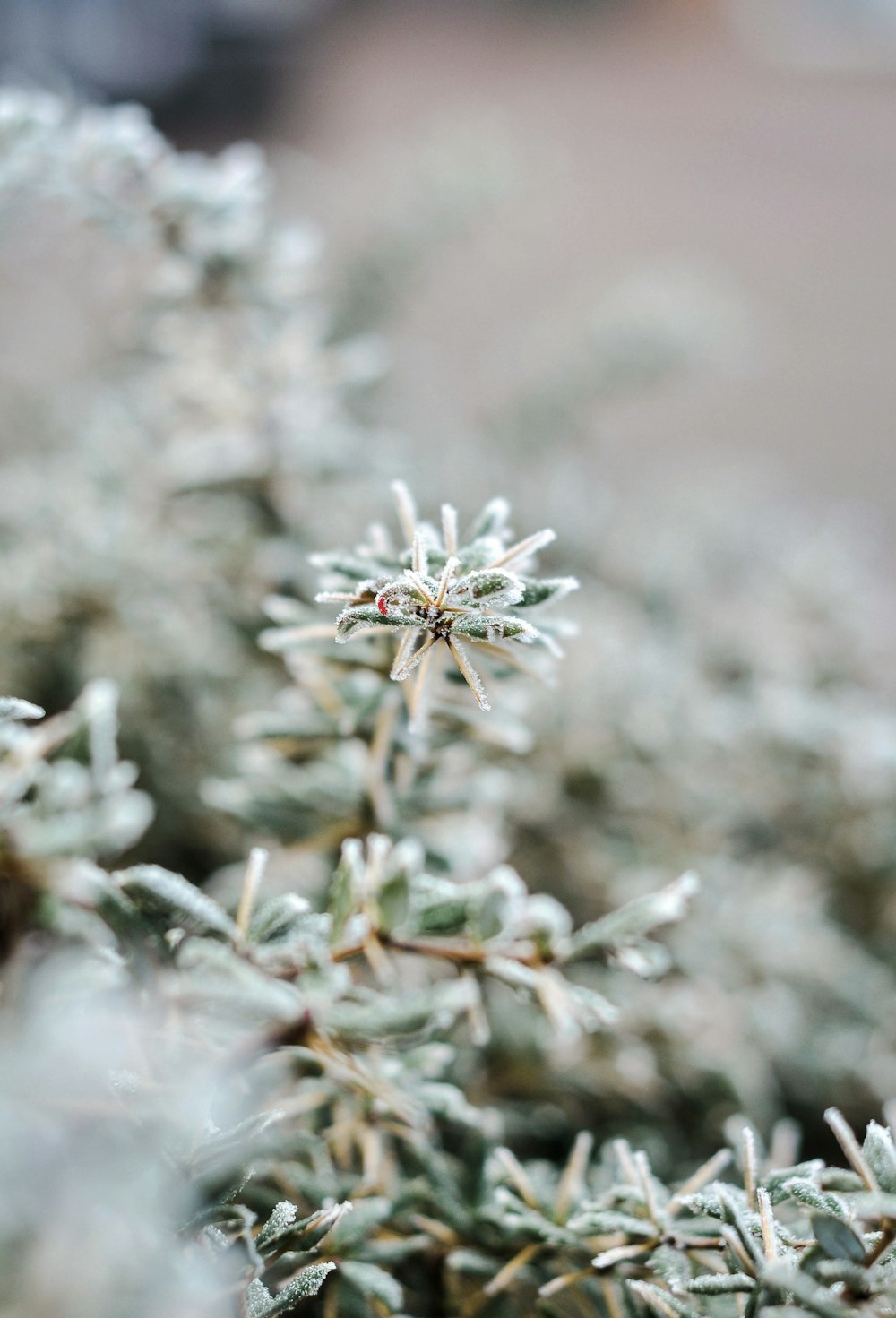 white flower in tilt shift lens