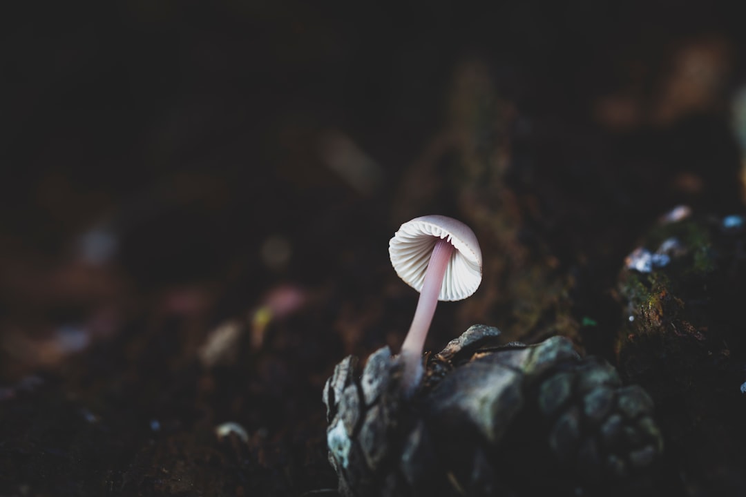 white mushroom in close up photography