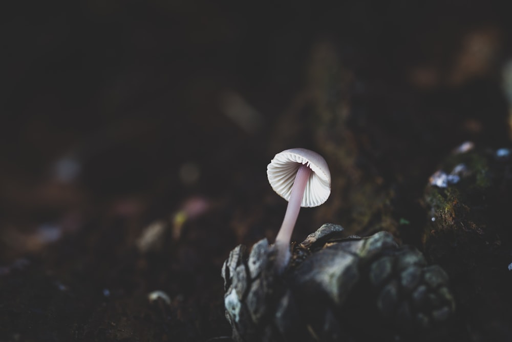 white mushroom in close up photography