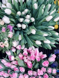 white and pink flowers with green leaves