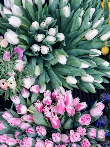 white and pink flowers with green leaves
