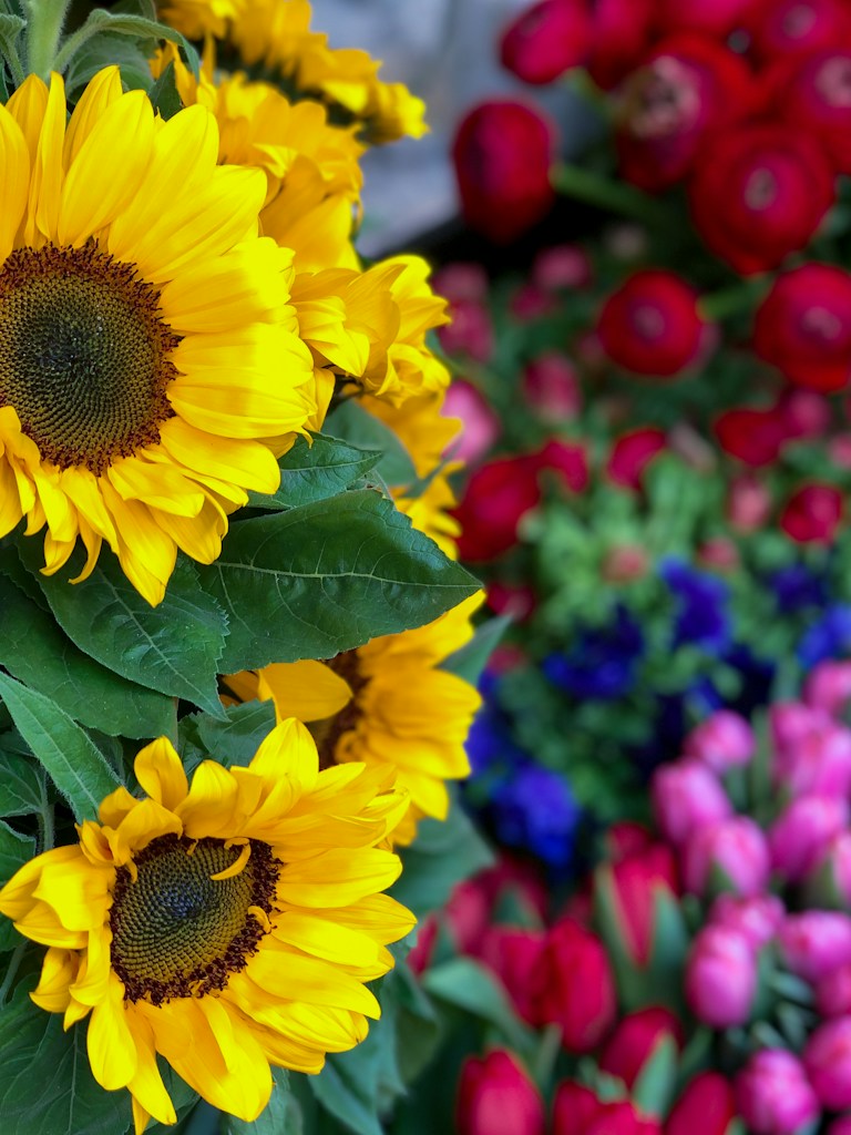 Sunny Sunflowers