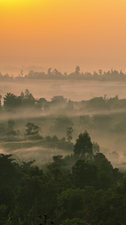 A serene landscape featuring a misty forest during either sunrise or sunset. Layered trees create depth, silhouetted against a sky with warm, golden tones. A gentle mist hovers over the scene, adding a sense of calm and tranquility.