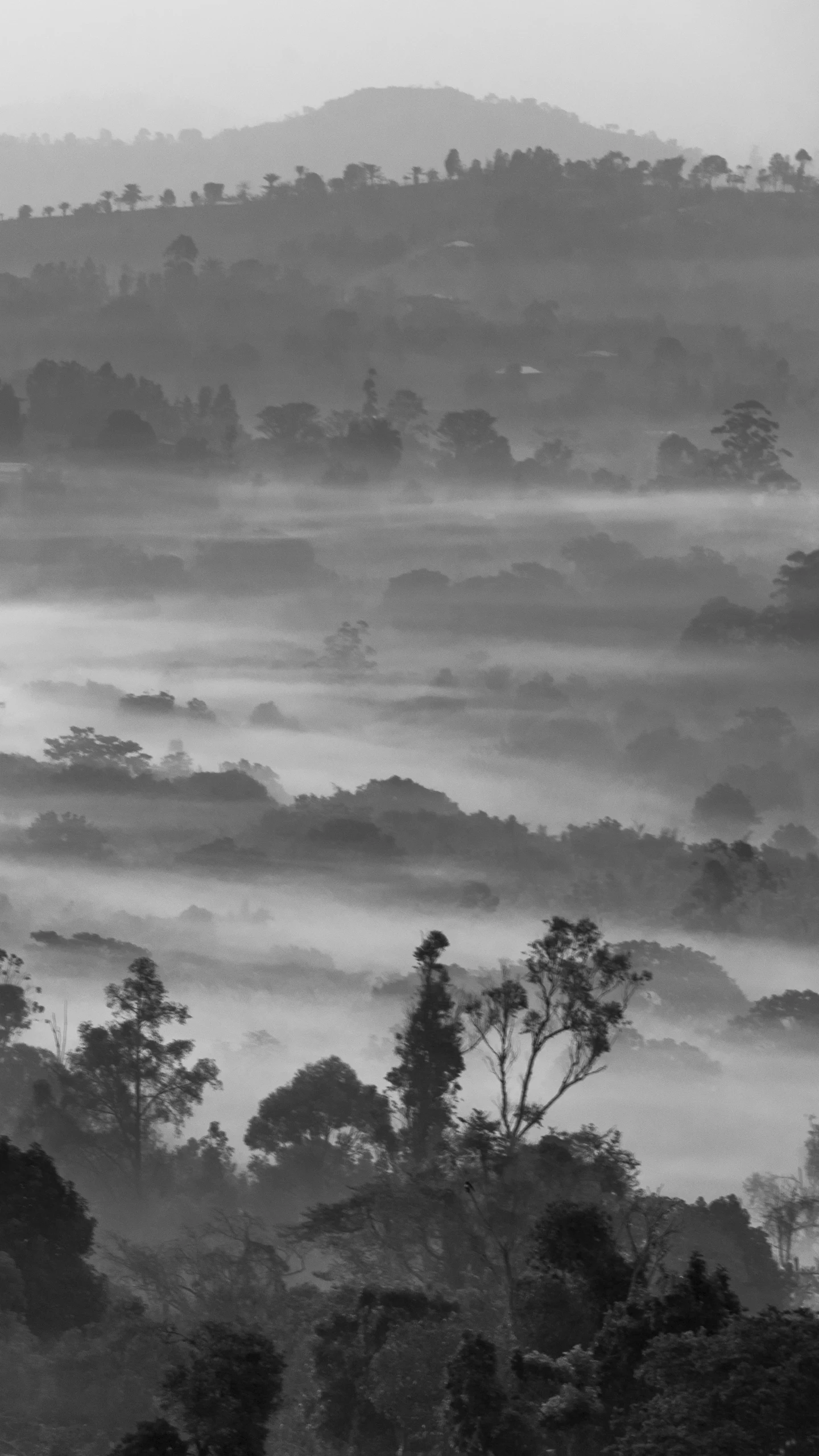 Arbres camerounais sous un ciel nuageux, en noir et blanc