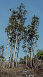 Tall eucalyptus trees stand against a clear blue sky. The forest floor is sparse with dry grass and scattered rocks, suggesting a dry or semi-arid climate. The trees are slender with patches of bark peeling off, characteristic of eucalyptus. Some greenery is present in the background.