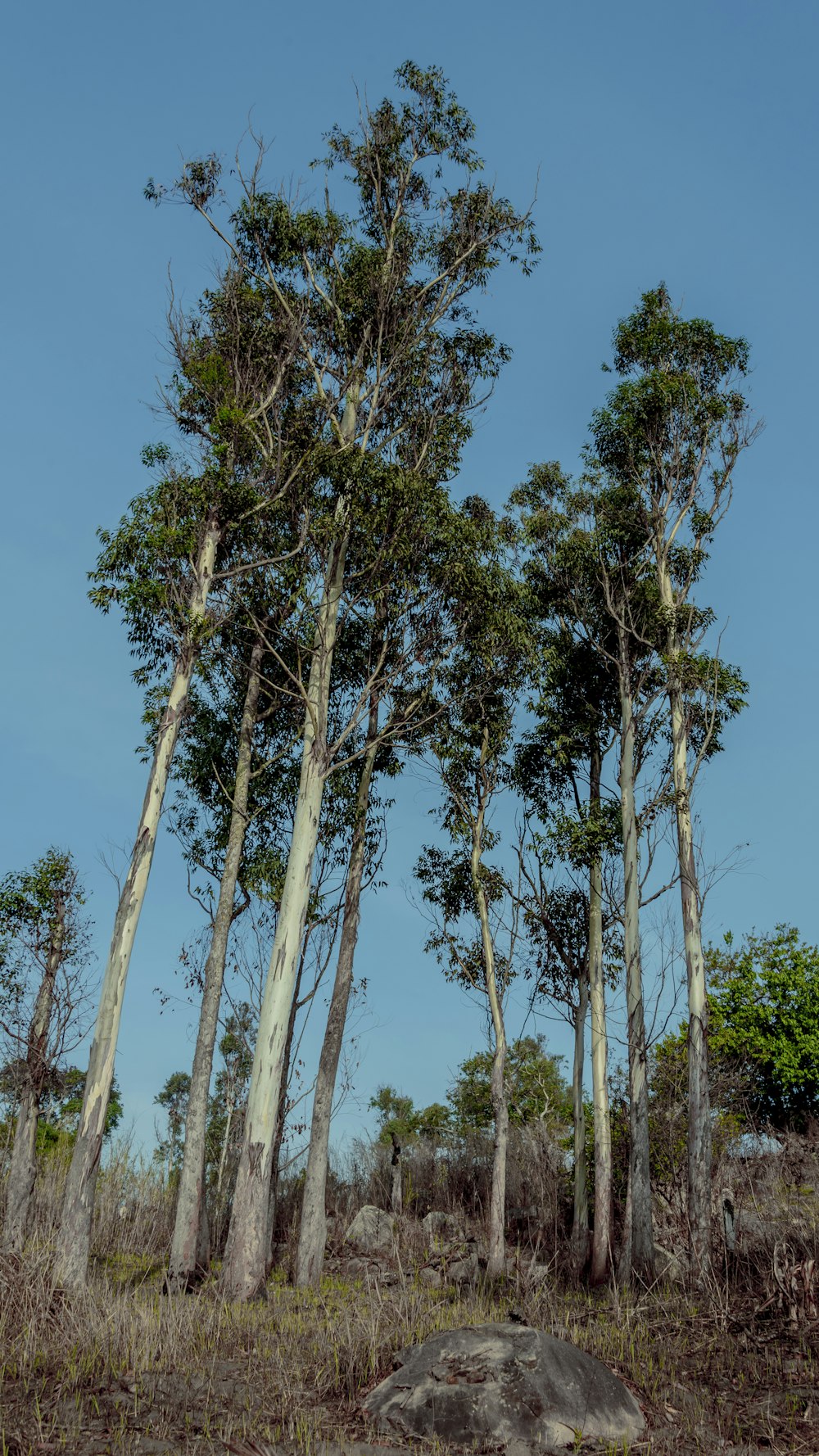 green trees under blue sky during daytime