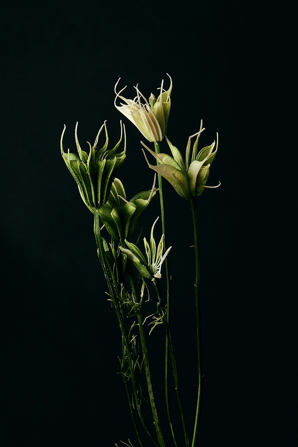 white and yellow flower with black background