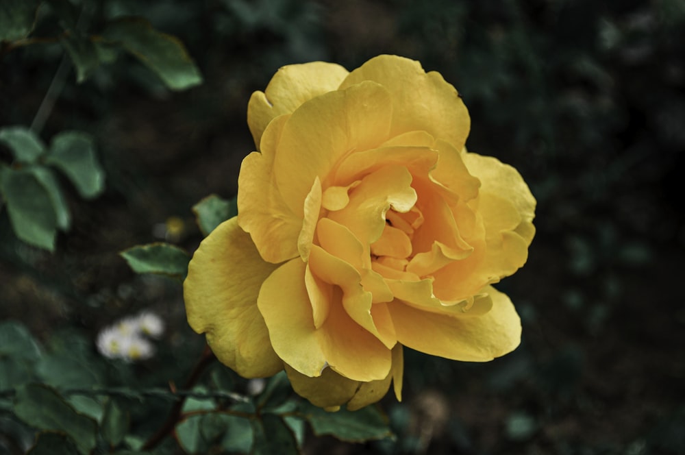 yellow flower in tilt shift lens