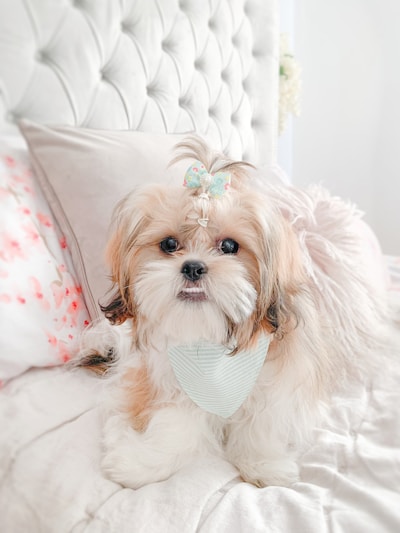 A cozy, plush pet bed in soft pastel colors, perfect for a small dog or cat.