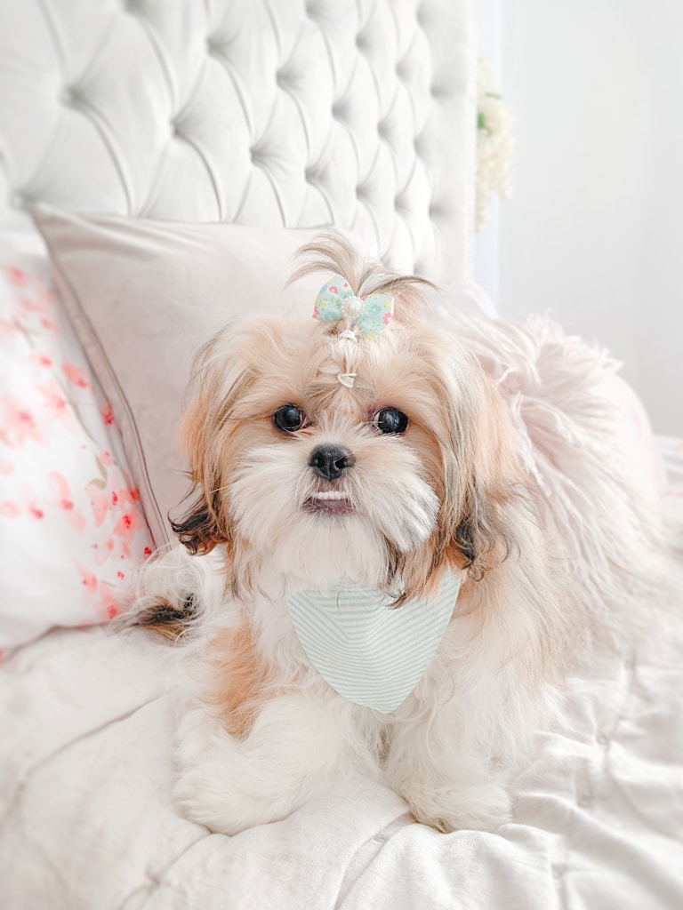 Cloud Plush Pet Bed