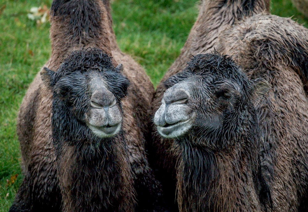 animal marrón y negro acostado sobre hierba verde durante el día