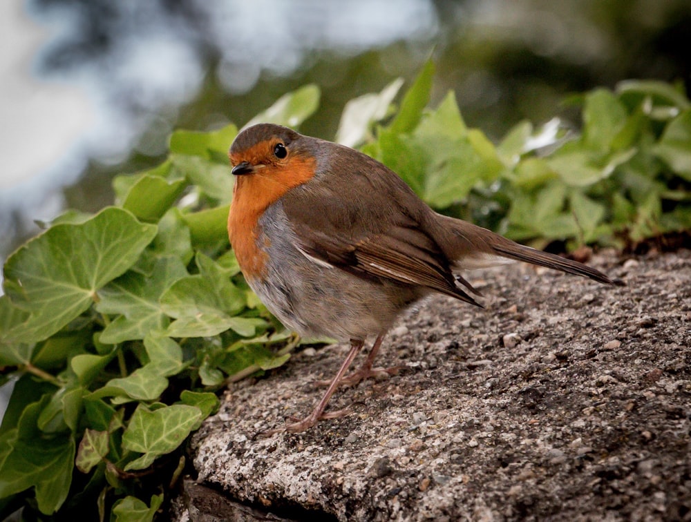 Oiseau brun et orange sur la branche d’un arbre