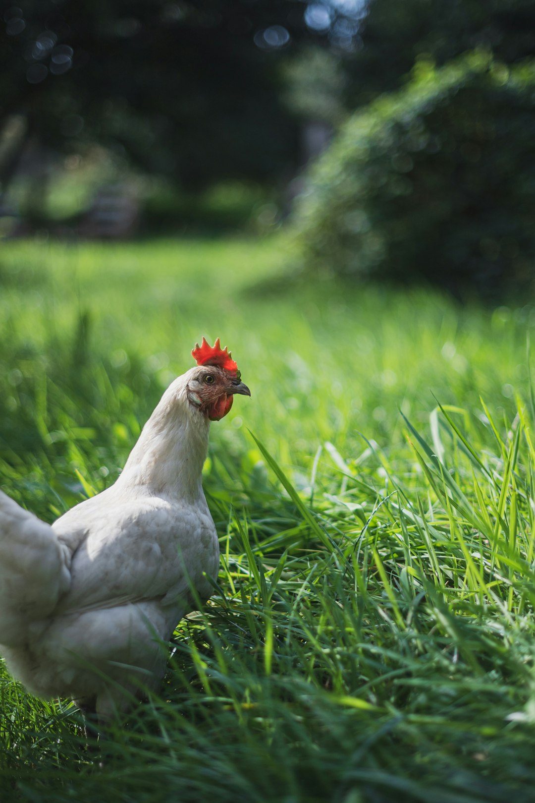 white chicken on green grass during daytime