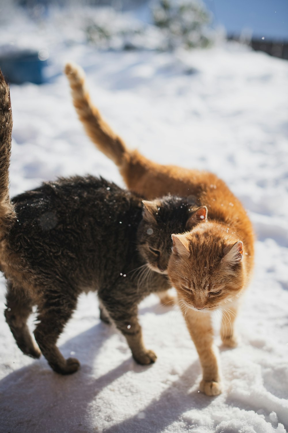 日中に雪に覆われた地面を歩く茶色のぶち猫