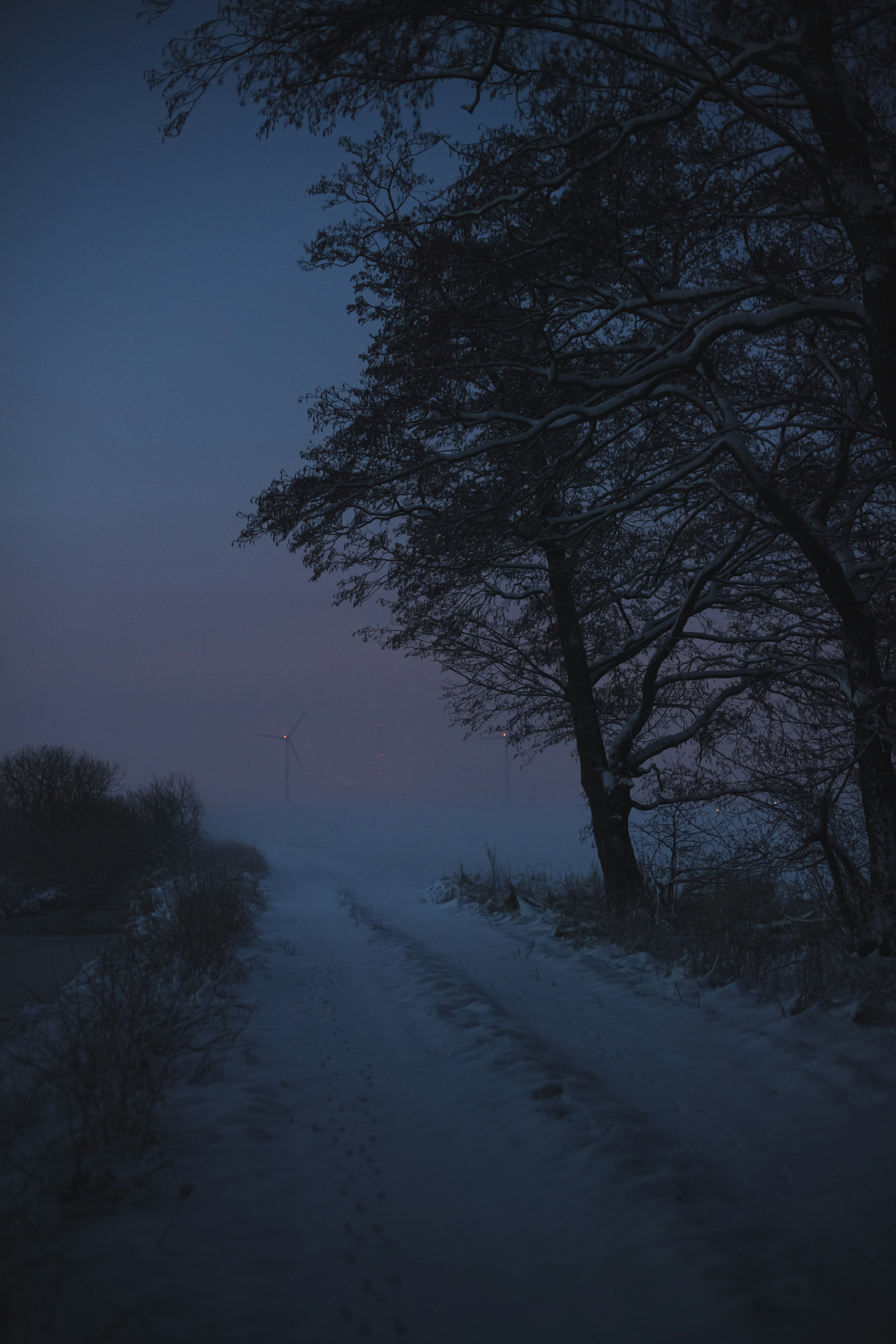 trees on snow covered ground during daytime