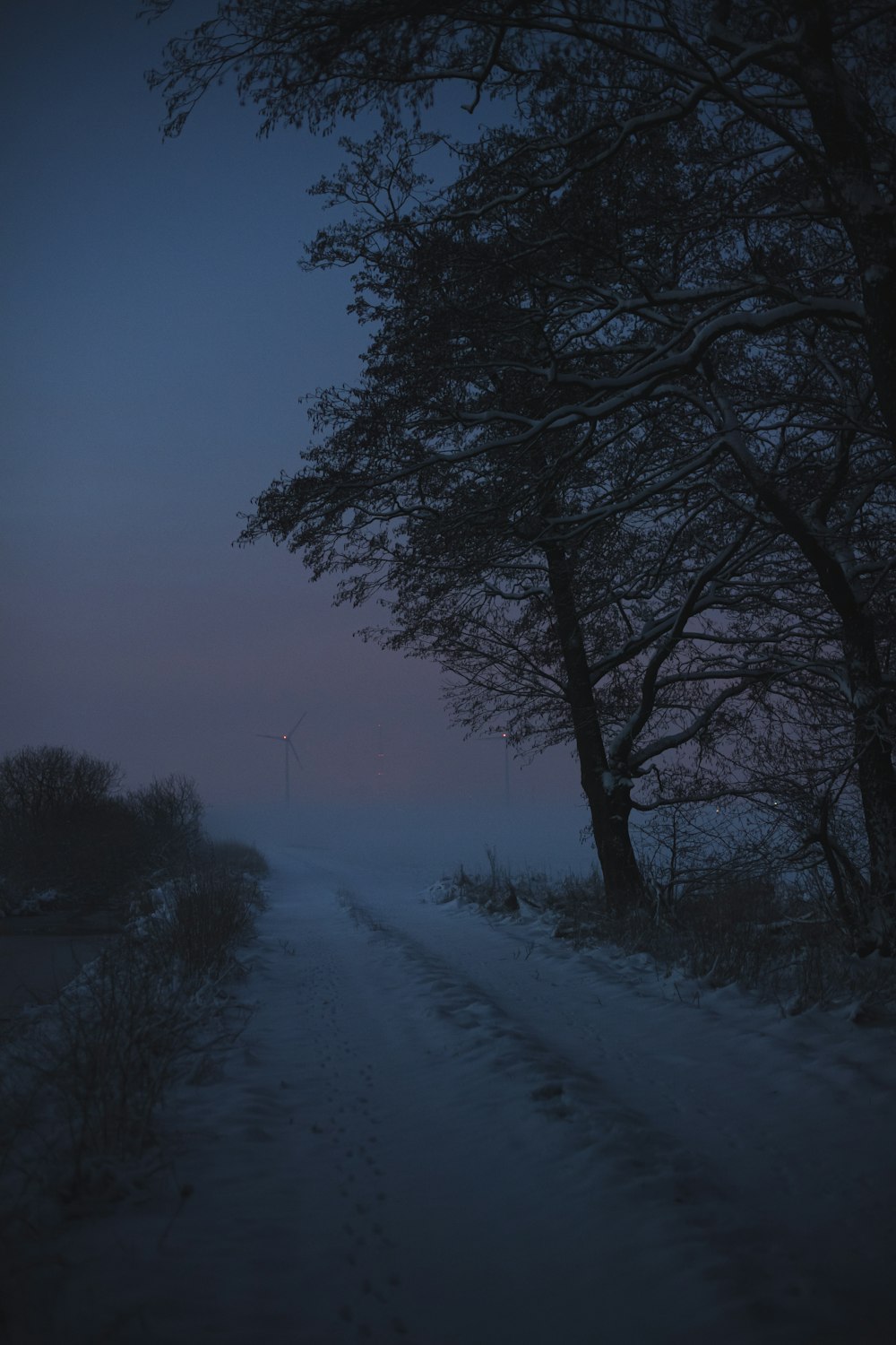 trees on snow covered ground during daytime