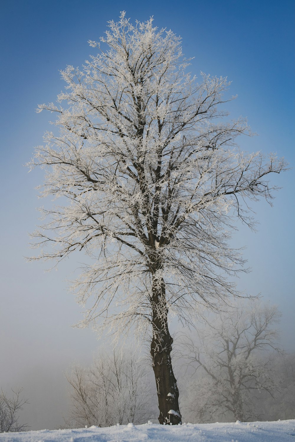 brown tree under blue sky during daytime