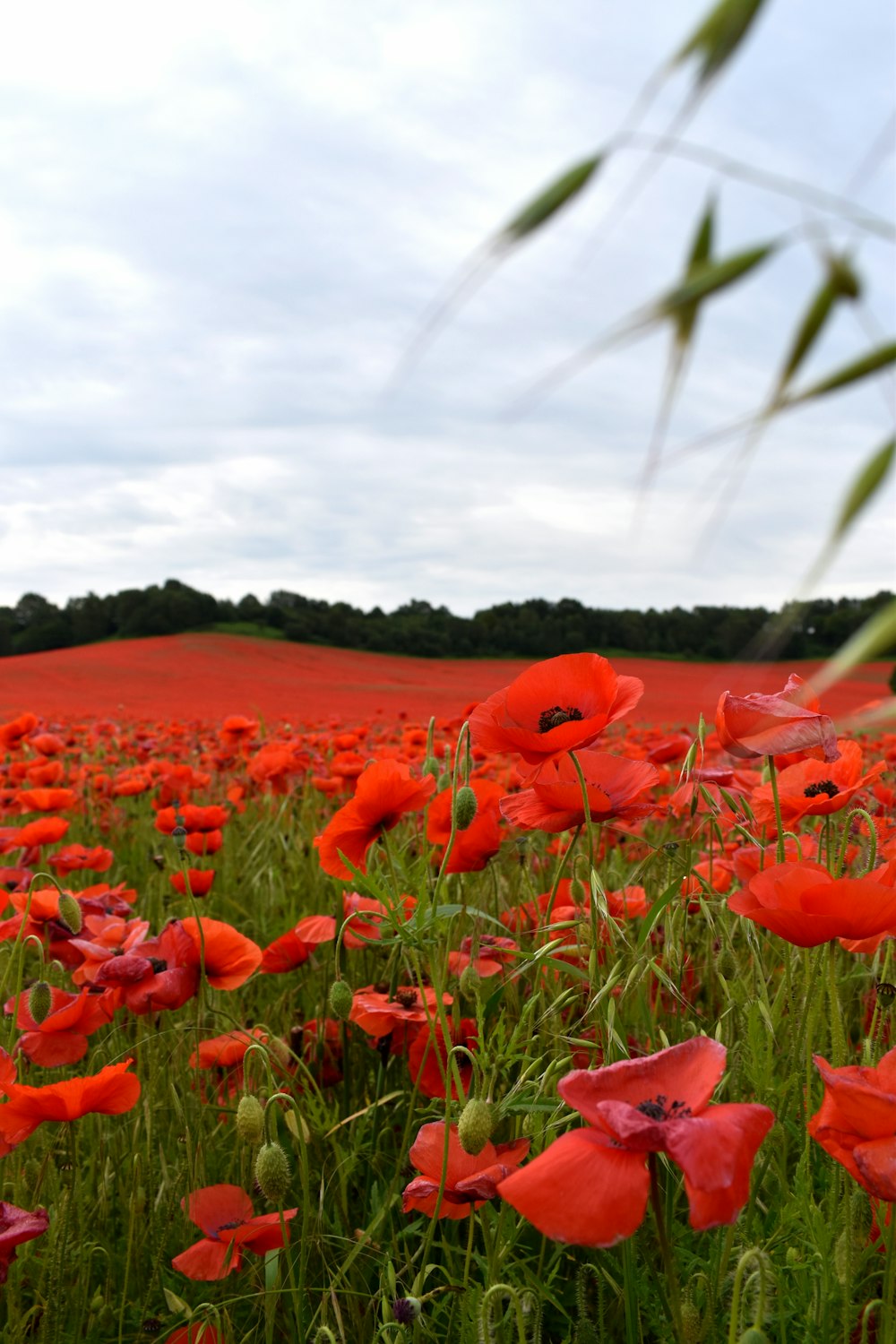 red flower field during daytime