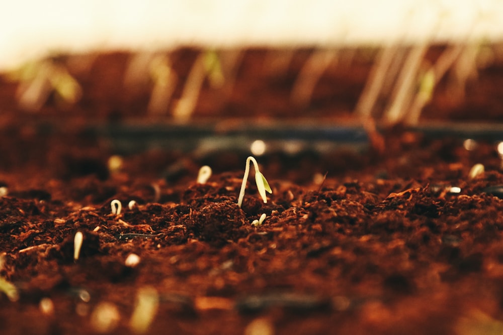 brown dried leaves on brown soil