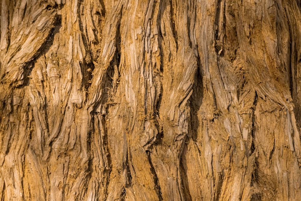 brown and black wood trunk