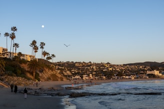 birds flying over the city during daytime
