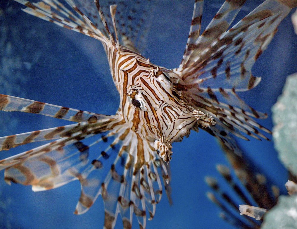 brown and white fish under water