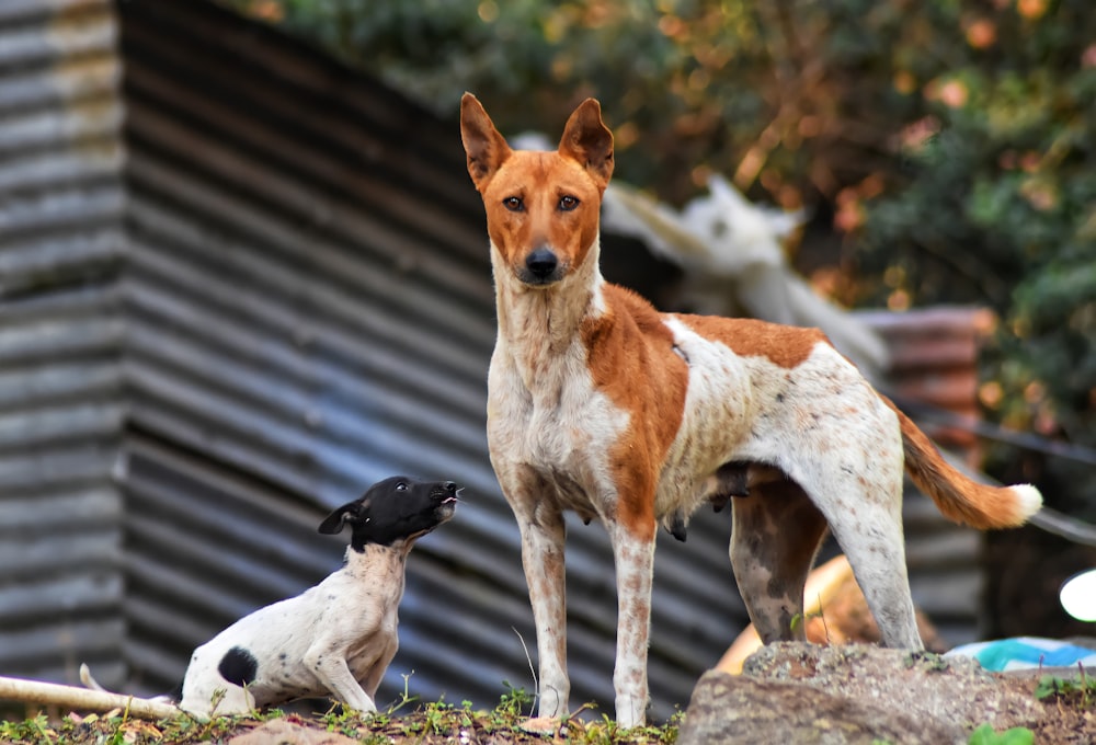 white and brown short coated dog on brown rock during daytime