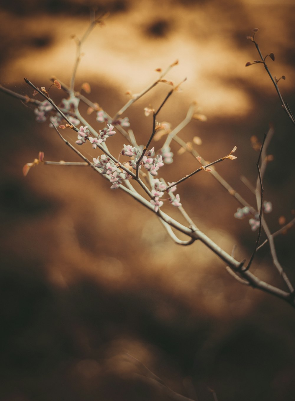 Weiße Blume in Nahaufnahmen