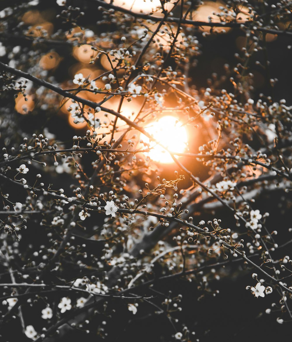 brown tree branch with white string lights during night time