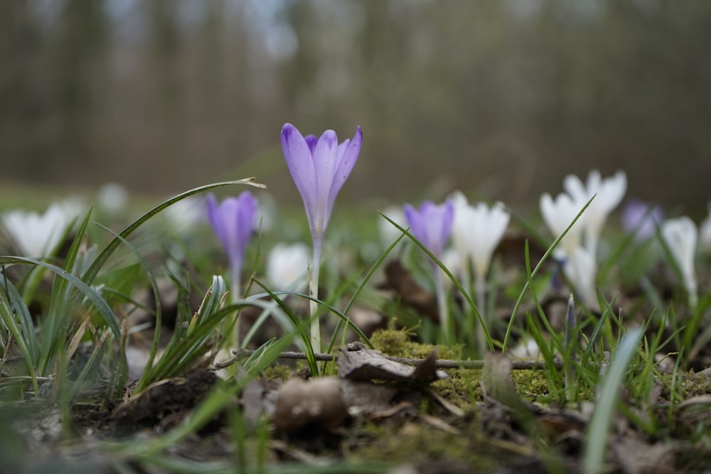 purple crocus flowers in bloom during daytime