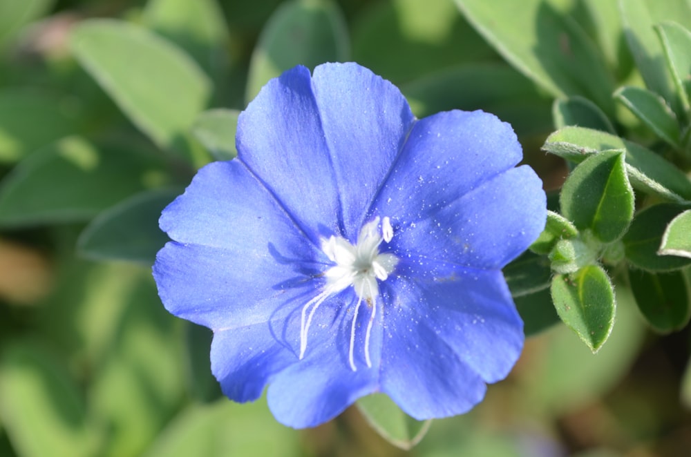 blue flower in macro shot