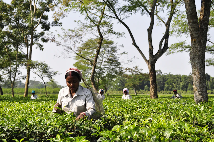 The tea pluckers of Assam
