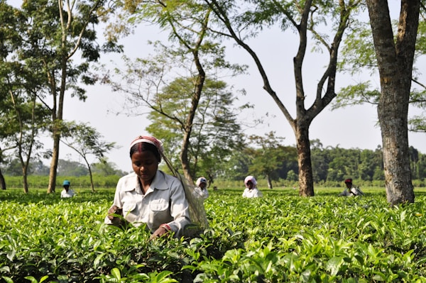 Nilgiri tea gardens