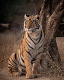 tiger on brown grass during daytime