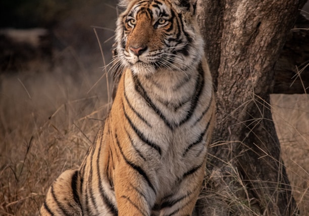 tiger on brown grass during daytime