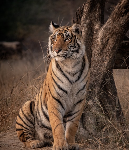 tiger on brown grass during daytime