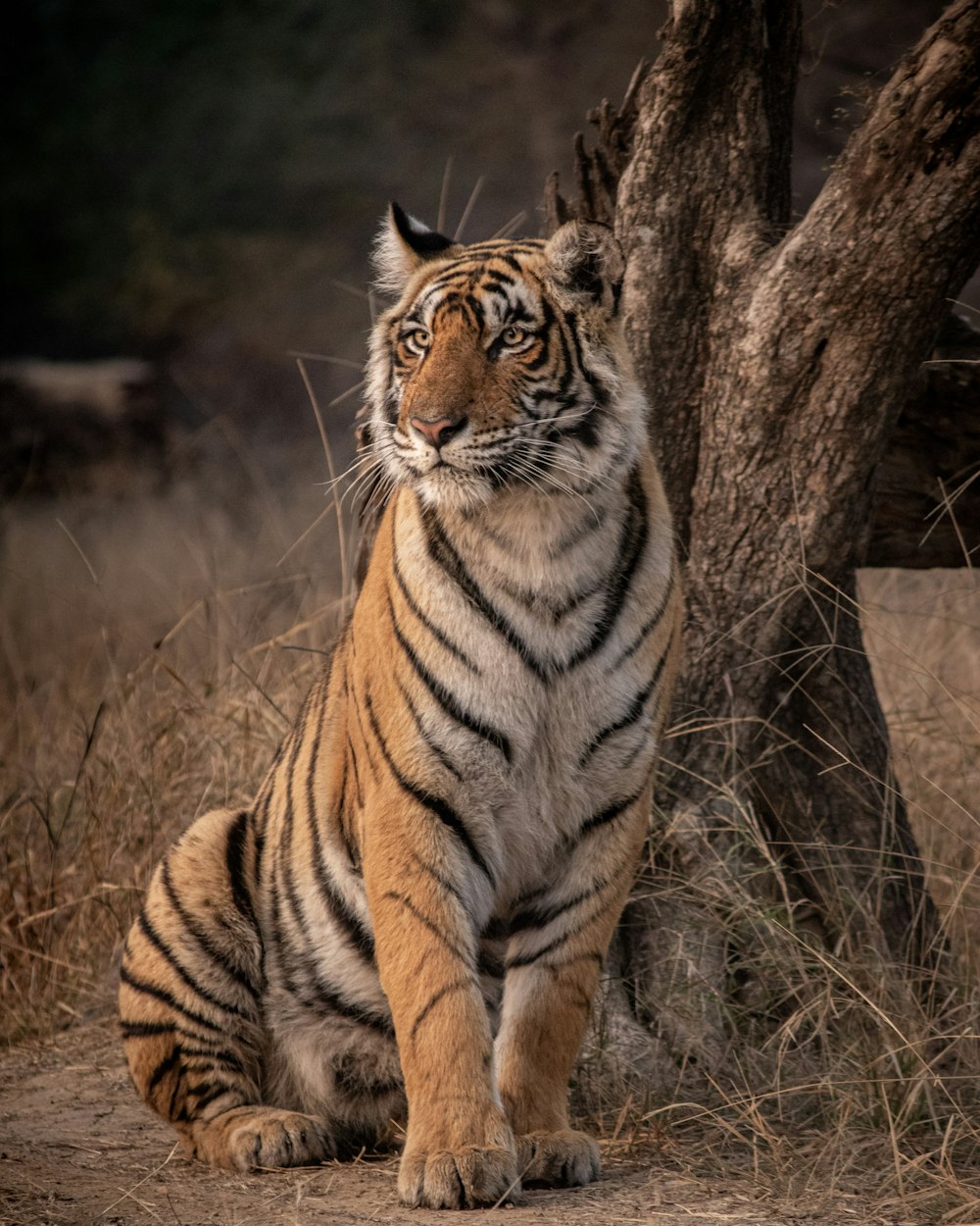 tiger on brown grass during daytime