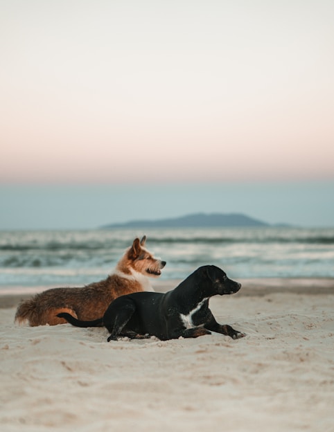 black and white short coated dog on white sand during daytime