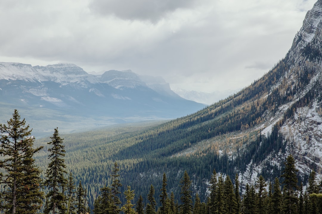 green pine trees on mountain under white clouds during daytime