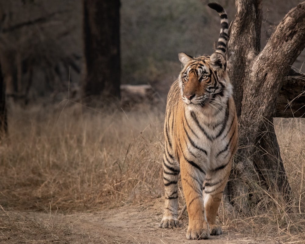 tiger walking on brown grass during daytime