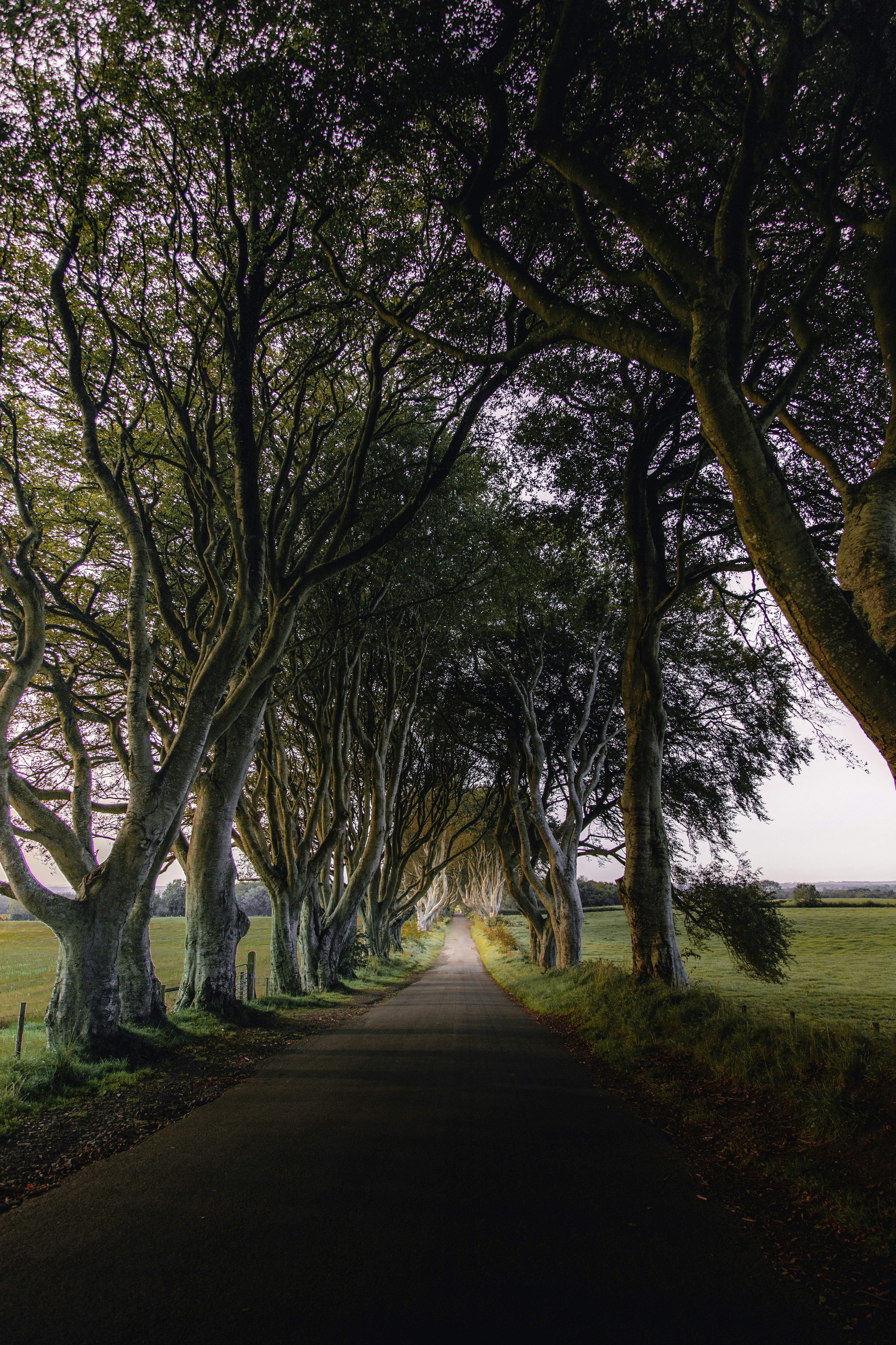 green trees on green grass field near road during daytime