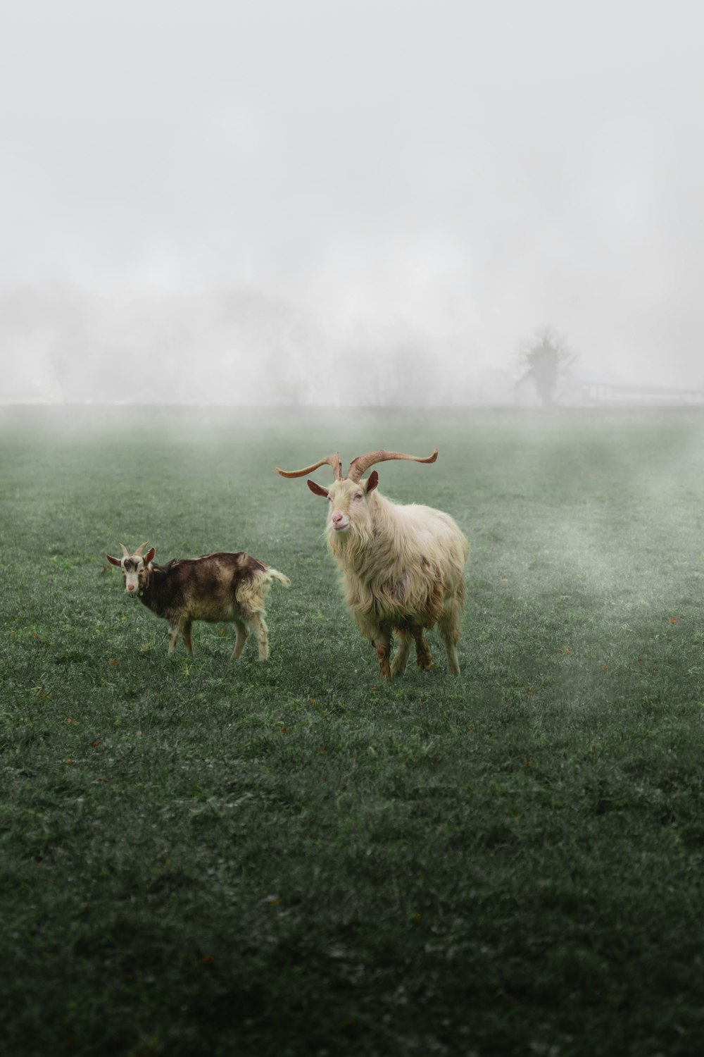 white and brown goats on green grass field during daytime