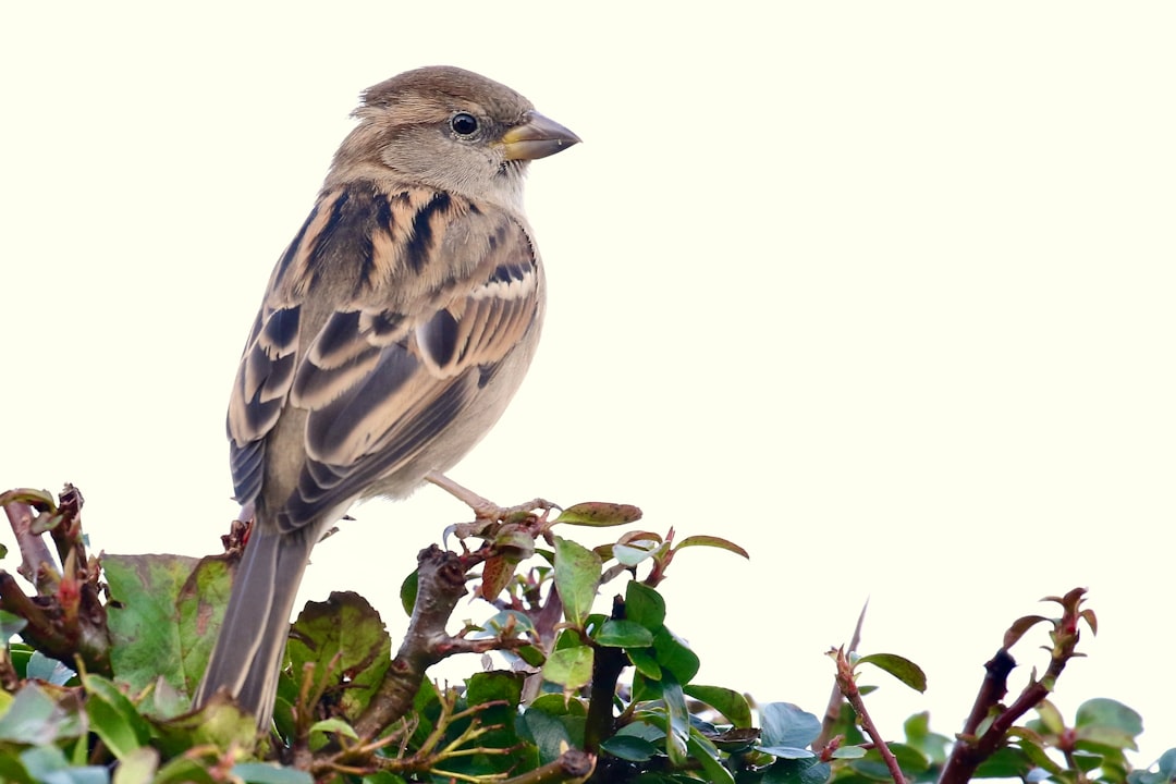  brown bird perched on green plant sparrow