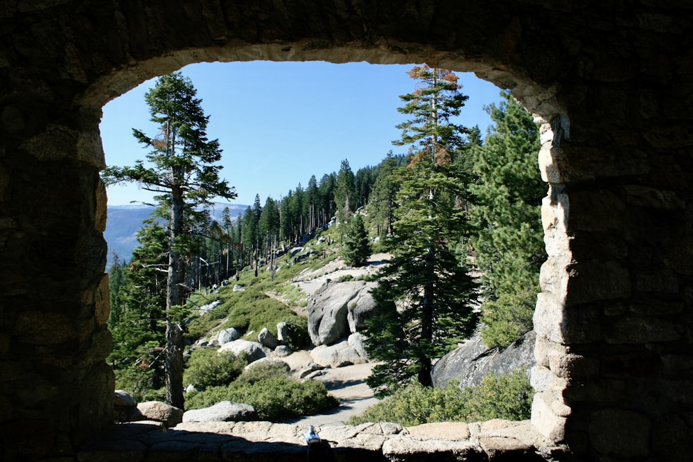 green pine trees on rocky hill during daytime