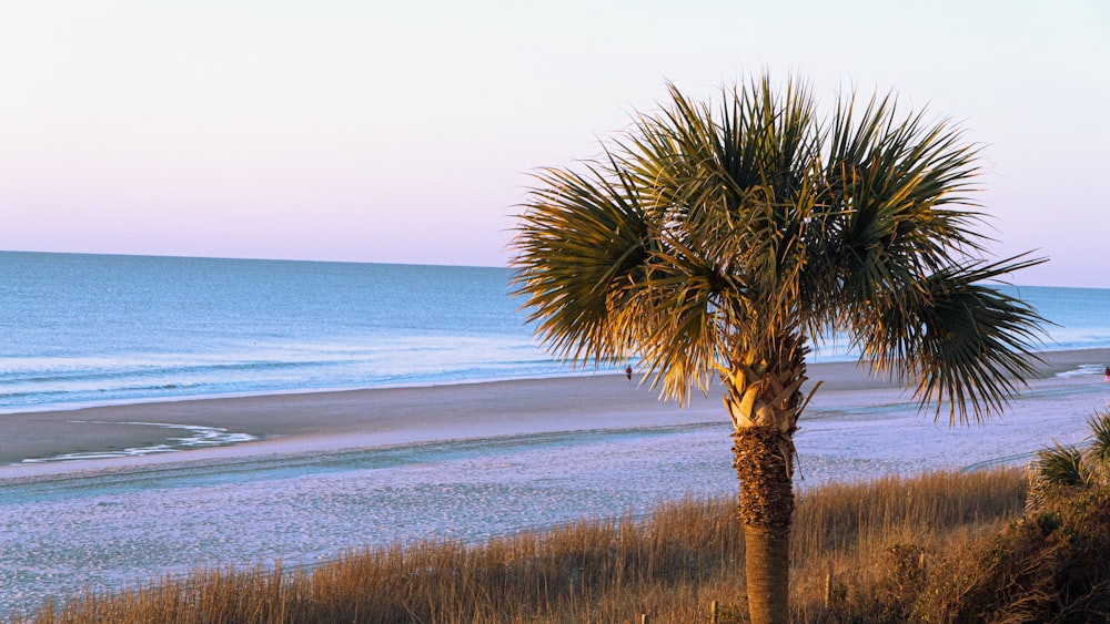 green palm tree near sea during daytime