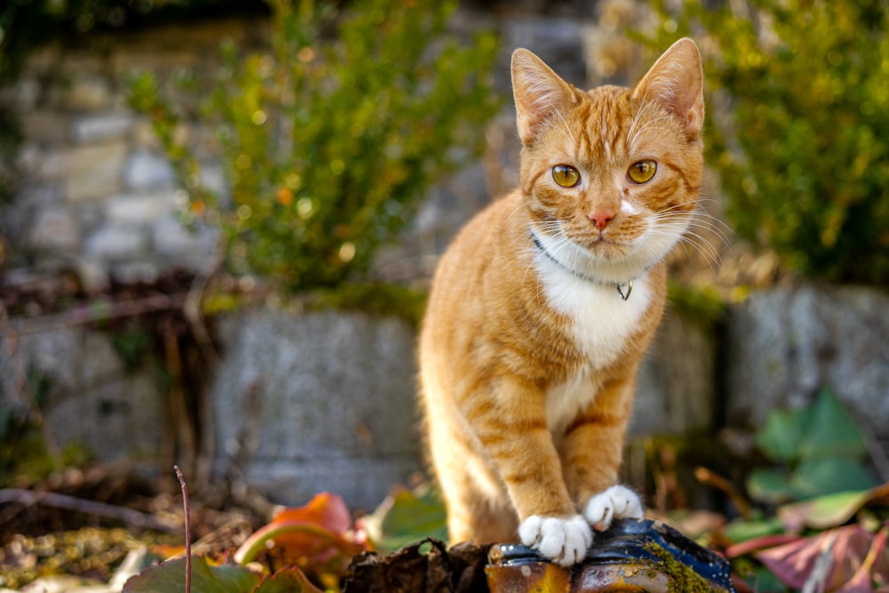 a cat standing on top of a pile of leaves