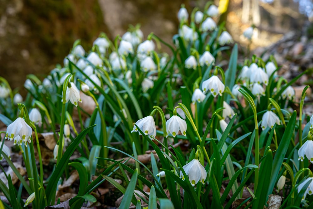 a bunch of white flowers that are in the grass